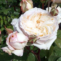 Roseira 'Baie des Anges'